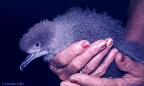 Reef 67 Shearwater chick